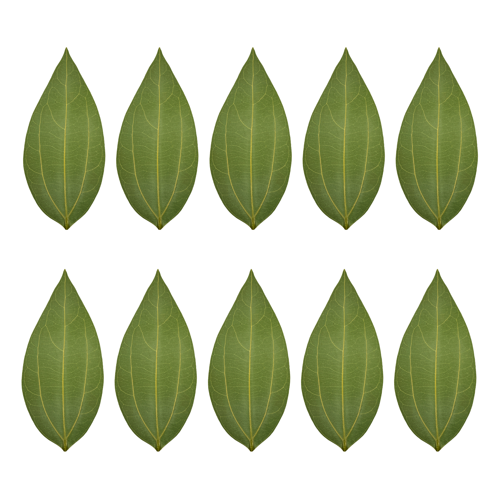 files/BlankLeafEngravingKit_10pcs.png