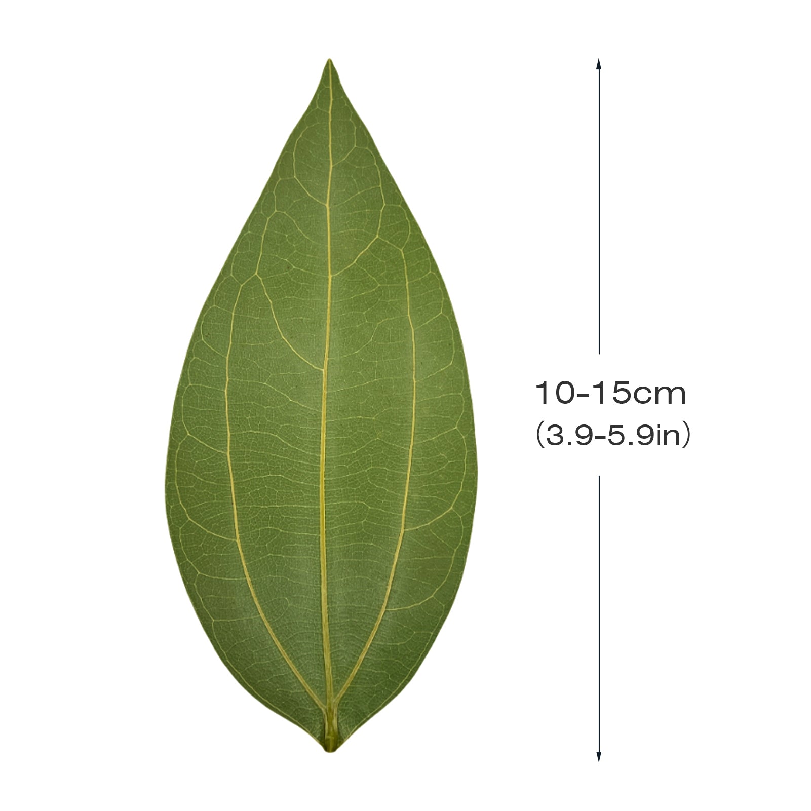 Laser Material Of Blank Leaf Engraving Kit for Laser Engraving